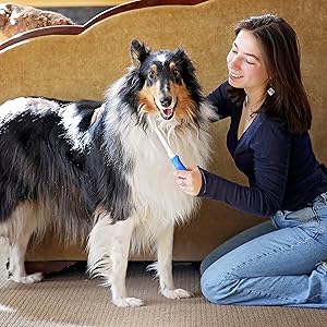 Woman brushing Collie with pin and bristle brush
