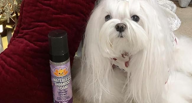 white, long haired dog with waterless shampoo