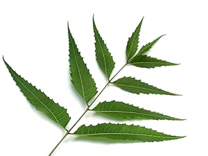 Neem