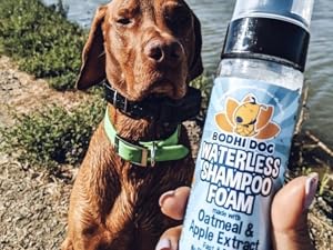 brown lab sitting on riverbed next to river looking at hand holding waterless shampoo