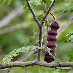 Shikakai: Fruit for the Hair
