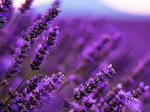 Mediterranean Spike Lavender