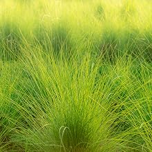 Vetiver