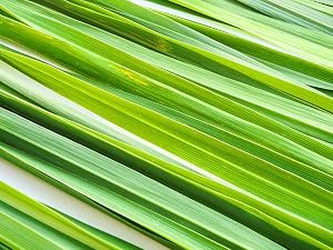 Lemongrass