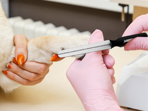 pet clippers nail dog nails clippers corta uñas para perro pequeño animal nail clippers