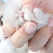 Trumoon cat