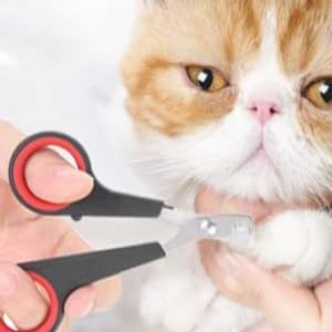 Stainless Steel Cat Cutters