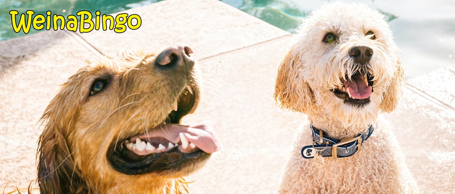 dog2