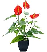 TITA-DONG 14in Anthurium Artificial Flowers with Black Pot, Calla Lily Faux Potted Plant, Artific...