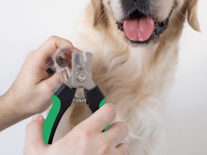 dog nail trim animal nail clipper quick finder pet nail clippers