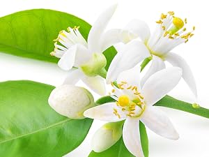 Orange Blossom
