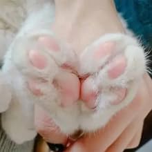 Cut Cat Claw Care