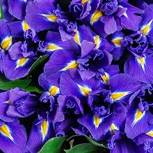 French Iris