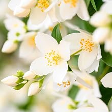 Jasmine