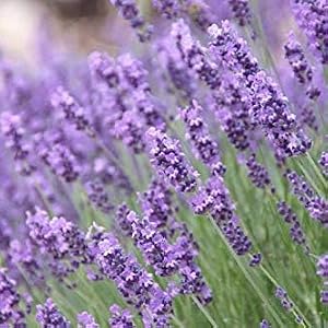 Floral Lavendula Water Hydrating Face Mist, for Hydration Pure and Natural Lavender