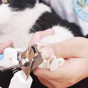 grooming