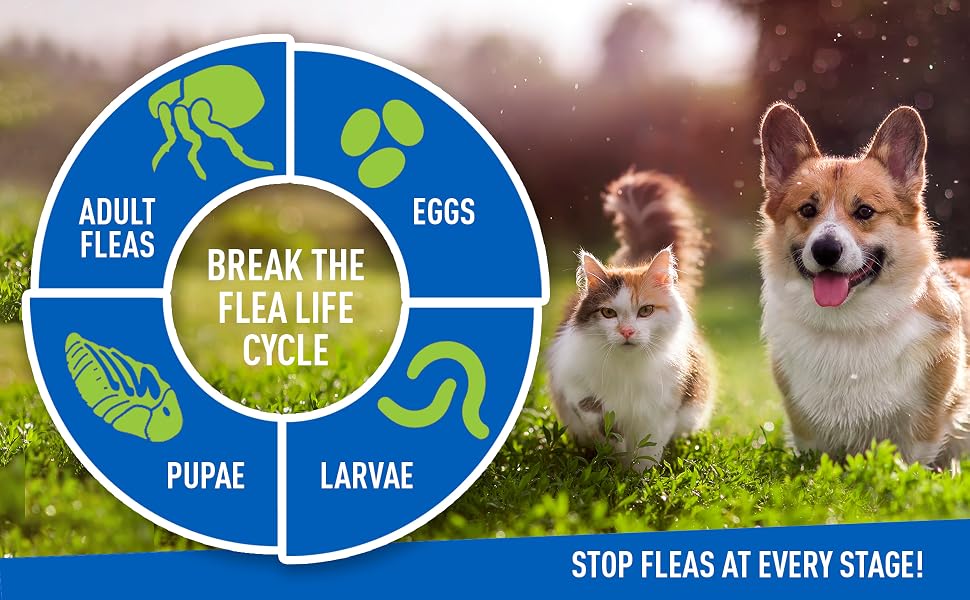 Break the Flea Cycle