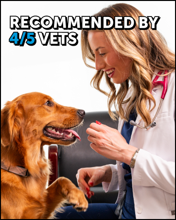 shampoo and conditioner for dogs