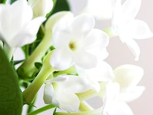 Sensual Jasmine