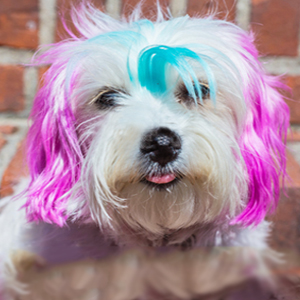 Dye Your Pets
