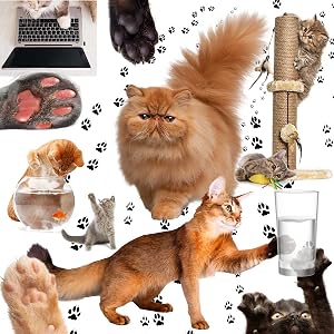 active cat paws