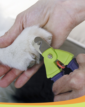 clippers for dogs