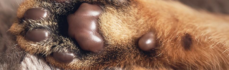 healthy cat paw