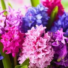 Hyacinth