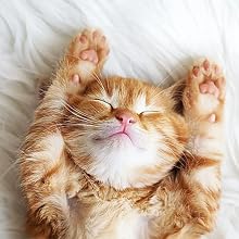 Trumoon cat