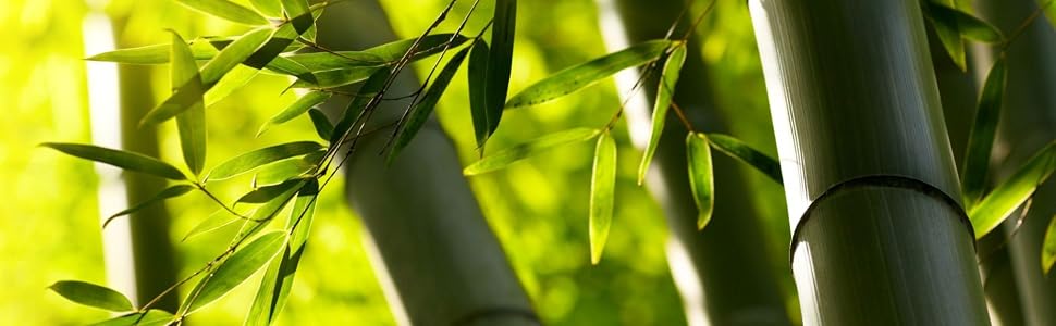 CHANYI Bamboo Brush Detail