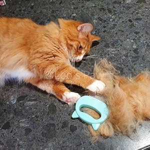 Cat comb removed loose hair
