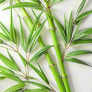 Bamboo Hair Brush